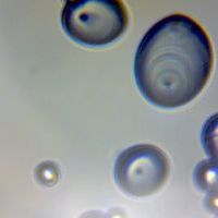 Lekcje biologii (12)