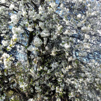 Wiosna