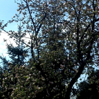 Wiosna (1)