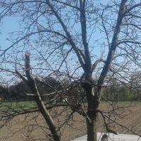 Wiosna (4)