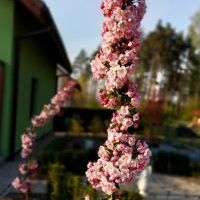 Kwiatokreacje