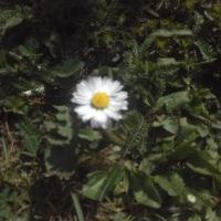 Wiosna (3)