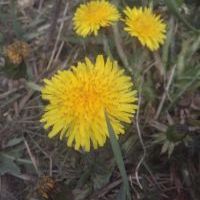 Wiosna (5)
