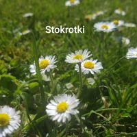 Wiosna (1)