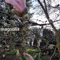 Wiosna (4)