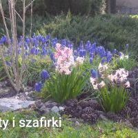 Wiosna (7)